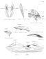 Aufkleber(grün)(eu) - JET SKI STX 160LX - 2022 - Kawasaki